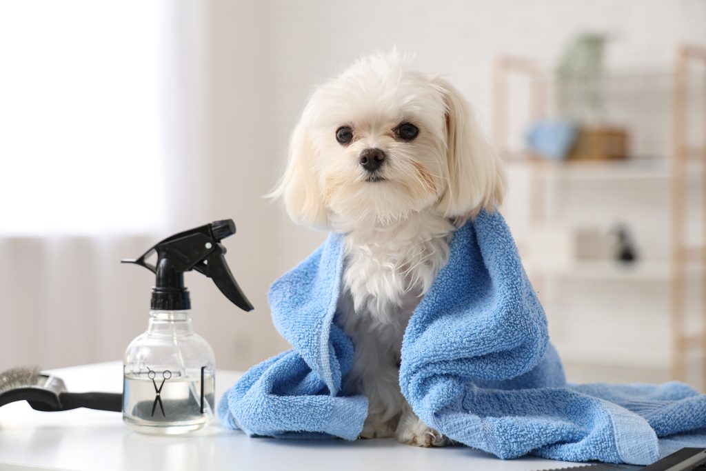 Cute,Maltese,Dog,On,Table,With,Towel,And,Groomer,Accessories