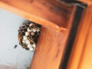 ante-hamersmit-Ru3IMko0KNg-unsplash